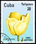 CUBA - CIRCA 1982: postage stamp printed in Cuba shows a tulip Jewel of Spring