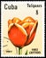 CUBA - CIRCA 1982: postage stamp printed in Cuba shows a tulip `Ringo`