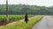 Cuba countryside province sugar cane field with Gaucho