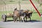 CUBA, JANUARY 28, 2013:The Cuban farmer with oxen in the field