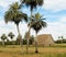 Cuba,Pinar del Rio, tobacco hut, farm, with plans in foreground