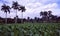 Cuba: Tabacco-Plantation in Vinales & Pinar del Rio