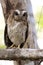 Cubaanse Schreeuwuil, Bare-legged Owl, Margarobyas lawrencii