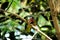 Cuban amazon Amazona leucocephala perched on a branch gnawing on a twig.