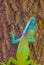 Cuban Anole Anolis allisoni