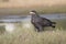 Cuban black hawk that sits among the grass on a small island in the middle of a small lake