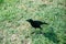 Cuban blackbird