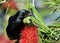 Cuban Blackbird (Dives atroviolaceus)