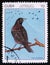 Cuban blackbird Dives atroviolaceus, stamp is from the series, circa 1977