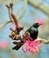 Cuban Blackbird (Ptiloxena atroviolacea).