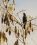 Cuban Blackbird with seeds