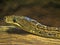 Cuban boa, Epicrates angulifer, is threatened with extinction