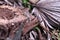 Cuban brown anole Anolis sagrei eats a wood termite with wings