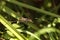 Cuban brown anole Anolis sagrei eats a wood termite with wings