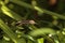 Cuban brown anole Anolis sagrei eats a wood termite with wings