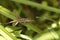 Cuban brown anole Anolis sagrei eats a wood termite with wings