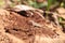 Cuban brown anole Anolis sagrei eats a wood termite with wings