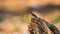 Cuban Brown Anole on a log