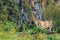 Cuban bull in ViÃ±ales valley view in Cuba. Unreal nature with lakes, mountain, trees, wildlife. Gorgeus sky.