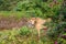 Cuban bull in ViÃ±ales valley view in Cuba. Unreal nature with lakes, mountain, trees, wildlife. Gorgeus sky.