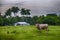 Cuban countryside landscape