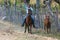 Cuban cowboy lassoing a foal