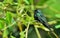 Cuban Emerald Hummingbird (Chlorostilbon ricordii)