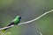 Cuban Emerald Hummingbird (Chlorostilbon ricordii)