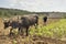 Cuban farmer ploughing field with traditional plough pulled by oxen