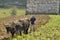 Cuban farmer ploughing field with traditional plough pulled by oxen