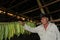 Cuban farmer showing his drying tabacco leaves in Vinales | Kubanischer Bauer zeigt seine