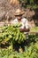 Cuban farmer shows the harvest of tobacco field