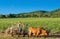 Cuban field farmer on the sugarcane field on his ox wagon in Cienfuegos Cuba - Serie Cuba Report