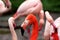 Cuban flamingo