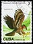 Cuban Fossile Eagle (Aquila borrasi), Prehistoric Animals serie, circa 1982