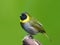 Cuban grassquit (Tiaris canorus)