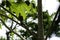Cuban green woodpecker endemic to Cuba - Peninsula de Zapata National Park, Cuba