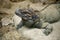 Cuban Ground Iguana