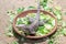 Cuban ground iguana - Cyclura nubila in a bowl