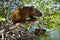 Cuban hutia sitting in a mangrove trees