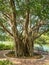 Cuban-Laurel Tree