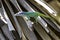 Cuban male lizard Allison`s Anole, also known as the blue-headed anole - Varadero, Cuba