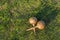 Cuban maracas, musical instrument