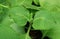 Cuban Oregano or Mexican Mint Grown as Edible Ornamental Houseplants