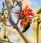 Cuban Oriole feeding on red flowers