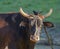 Cuban Oxen with Cuban Blackbird