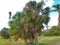 Cuban palm tree