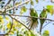 Cuban Parakeet , Aratinga euops