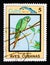 Cuban Parakeet Aratinga euops, Endemic birds, circa 1983