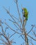 Cuban Parakeet feeding on wild fruits